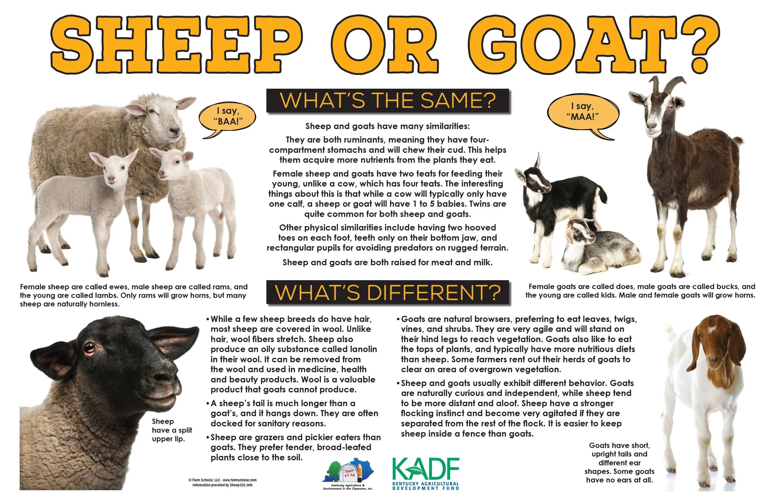 Difference Between Goat And Sheep And Lamb Online | blog.websoft9.com